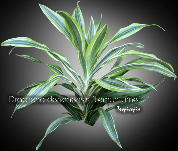 Dracaena - Dracaena deremensis Lemon Lime - Dracaena ligné - Striped Dracaena